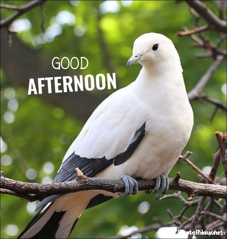 good-afternoon-images