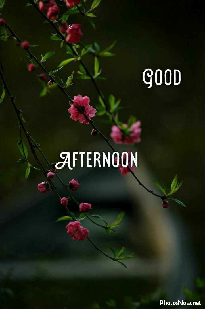 good-afternoon-images